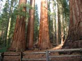 Stand of Redwoods in The Mariposa Grove of Big Trees